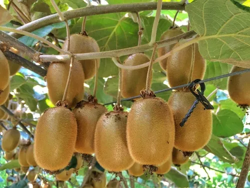 kiwi-2.png