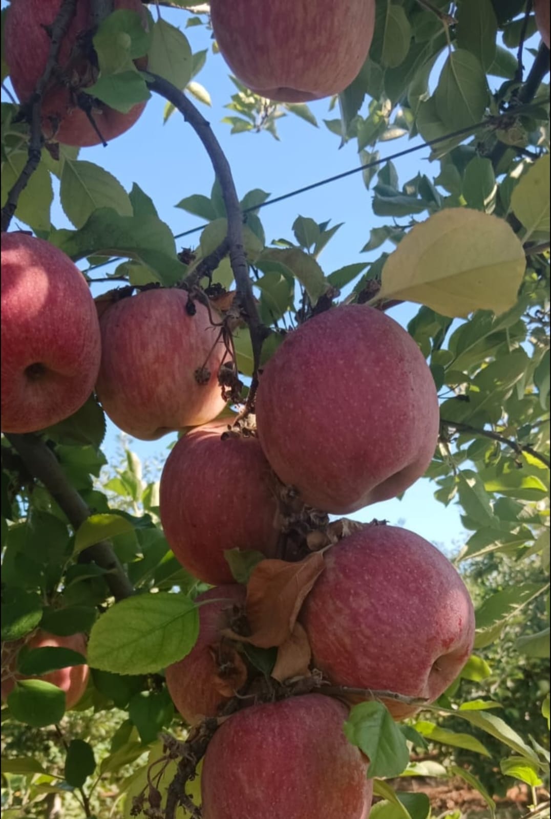 manzana-fuji-3.jpg