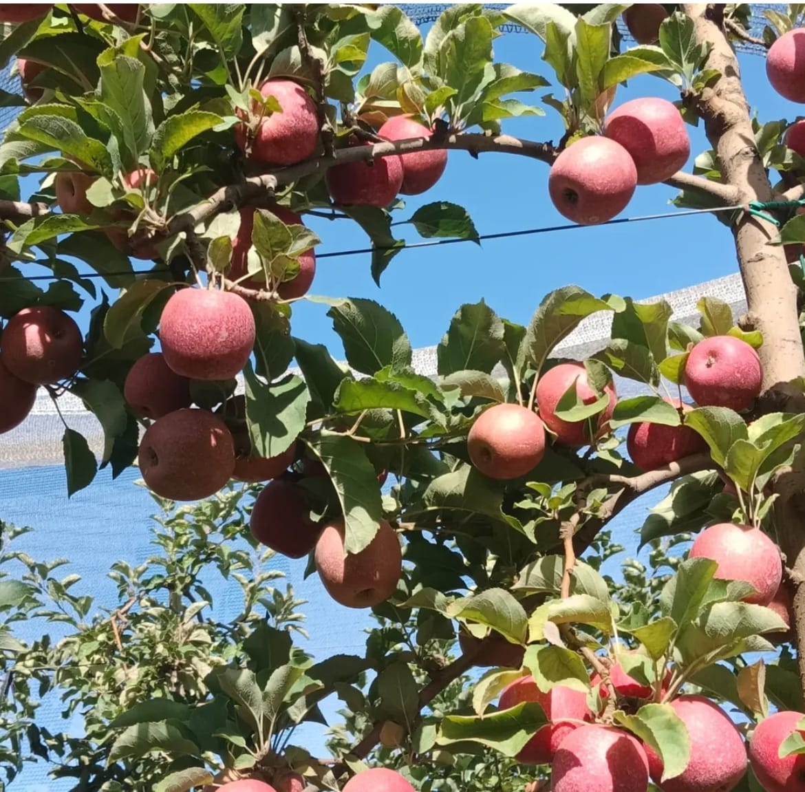 manzana-fuji-5.jpg