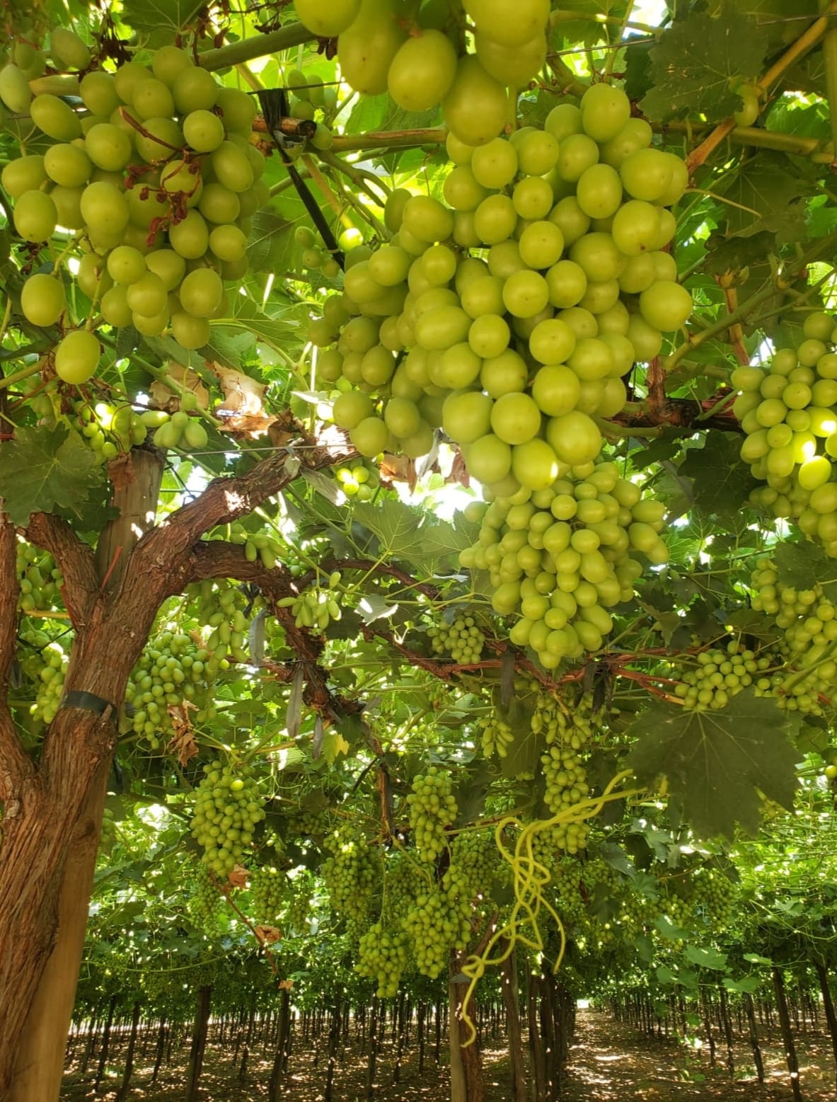 uva-blanca-1.jpg