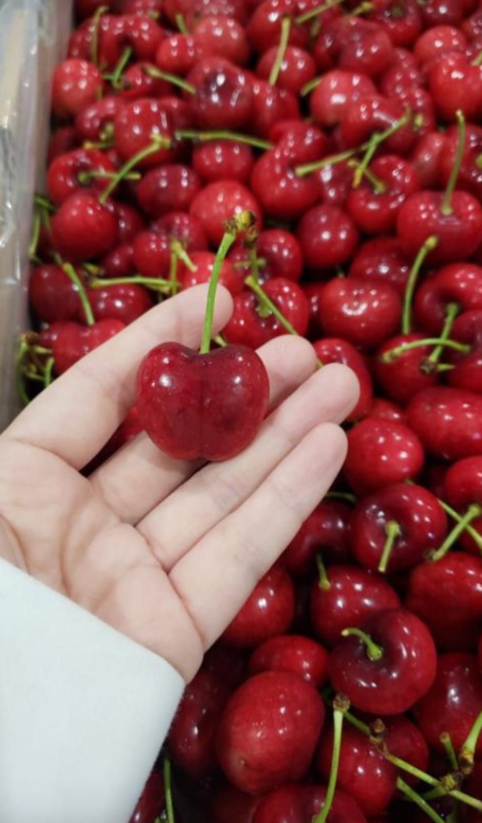 cereza-3.jpg