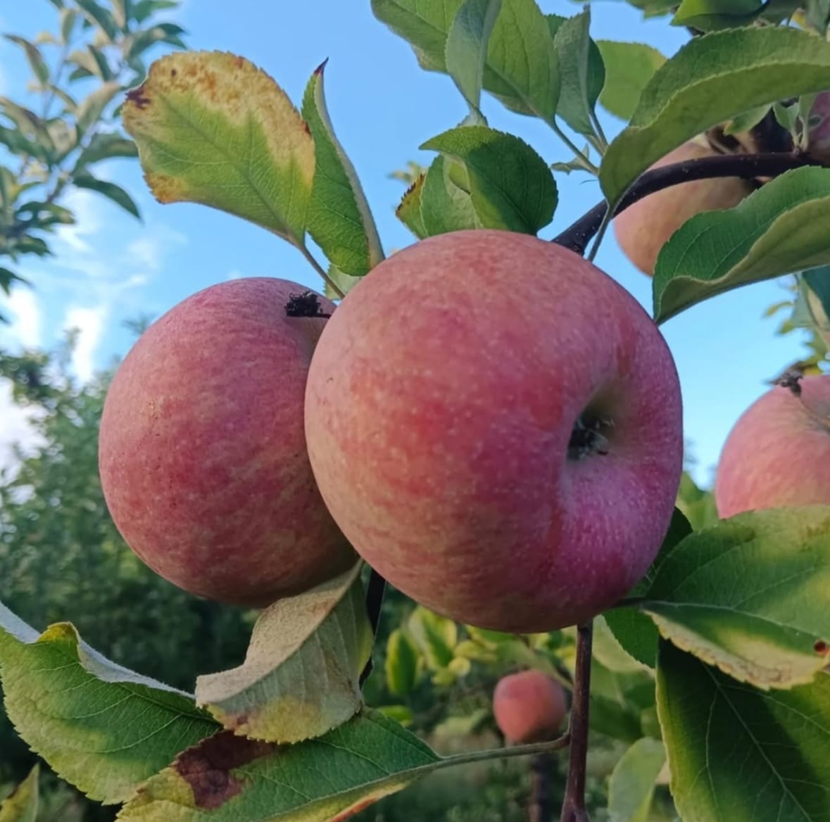 manzana-fuji-6.jpg